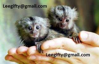 Deux Doigt b&#233;b&#233; Ouistiti singes pour adoption