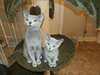 Chatons Bleu Russe - photo 2