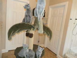 Chatons Bleu Russe