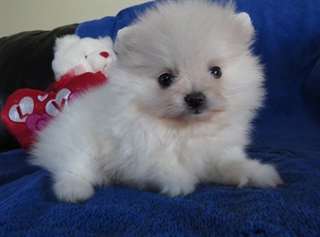chiots de Poméranie blancs disponibles
