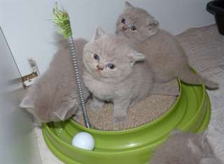 musulmane capitale britannique chatons cheveux cou