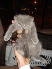 GCCF &amp; Champion Tica Sired écossaise Plier Chatons