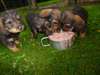 chiot teckels - photo 1