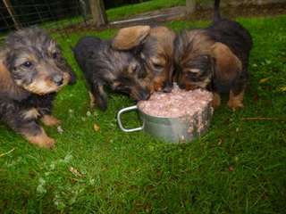chiot teckels