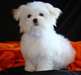 Superbe petits chiots maltaise mâle et femelle - photo 1