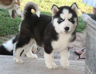 Des sublimes chiots siberien husky disponible