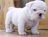 Chiots Bulldog Anglais disponibles - photo 1