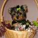 Bébés Yorkshire terrier a donner contre bon soin - photo 1