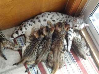 Chaton bengal disponible de couleur brown