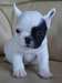 des magnifique chiots boulegue francais a donner - photo 1