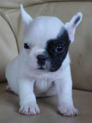 des magnifique chiots boulegue francais a donner