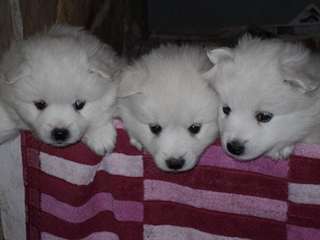 chiots esquimaux Américains