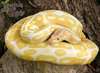 ils sont pythons albinos pour adoption - photo 1