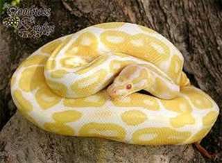 ils sont pythons albinos pour adoption