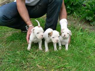 Chiots Boxer Male &amp; femelle