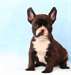 Chiots bulldog français - photo 1