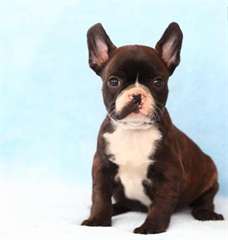 Chiots bulldog français