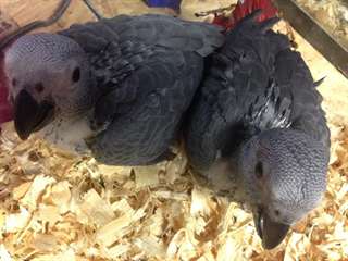 african greys timneh for sale