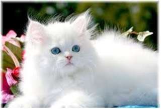 Tous Blanc Chaton persan pour adoption