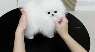 Il est considéré kom chiot le plus petit du monde