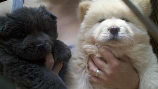 Chiot Chow Chow