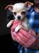 chiot Chihuahua femelle poils courts - photo 1