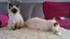 Chatons Sacre De Birmanie - photo 2