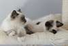 Chatons Sacre De Birmanie - photo 3
