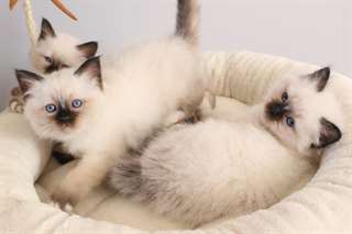 Chatons Sacre De Birmanie