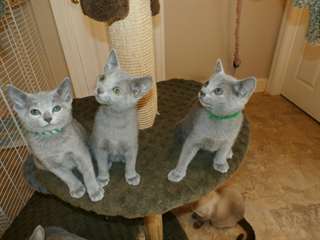 Chatons Bleu Russe