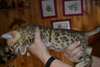 Chat De Race Bengal - photo 2