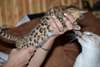 Chat De Race Bengal - photo 3