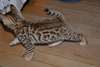 Chat De Race Bengal - photo 4