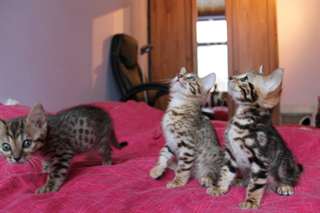 Chat De Race Bengal