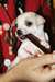 Chiot Chihuahua a donner gratuitement - photo 2
