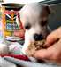 Chiot Chihuahua a donner gratuitement - photo 3
