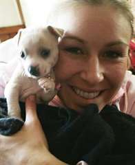 Chiot Chihuahua a donner gratuitement