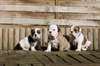 chiots bulldog anglais - photo 1