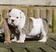 chiots bulldog anglais - photo 2