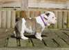 chiots bulldog anglais - photo 3