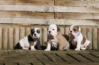 chiots bulldog anglais