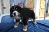 Chiots Bouviers Bernois contre bon soin - photo 1