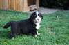 Chiots Bouviers Bernois contre bon soin - photo 2