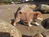 Chiots Shiba Inu Male &amp; femelle - photo 1