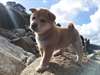 Chiots Shiba Inu Male &amp; femelle - photo 3