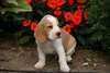 Superbe m&#226;le Beagle - photo 1