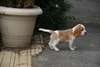 Superbe m&#226;le Beagle - photo 2
