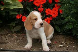 Superbe m&#226;le Beagle