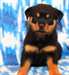 chiots rottweiler a donner - photo 1