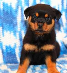chiots rottweiler a donner